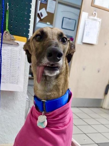 Enlarge Imark Hades, a Adopted Greyhound in Tarpon Springs, FL image 5/6