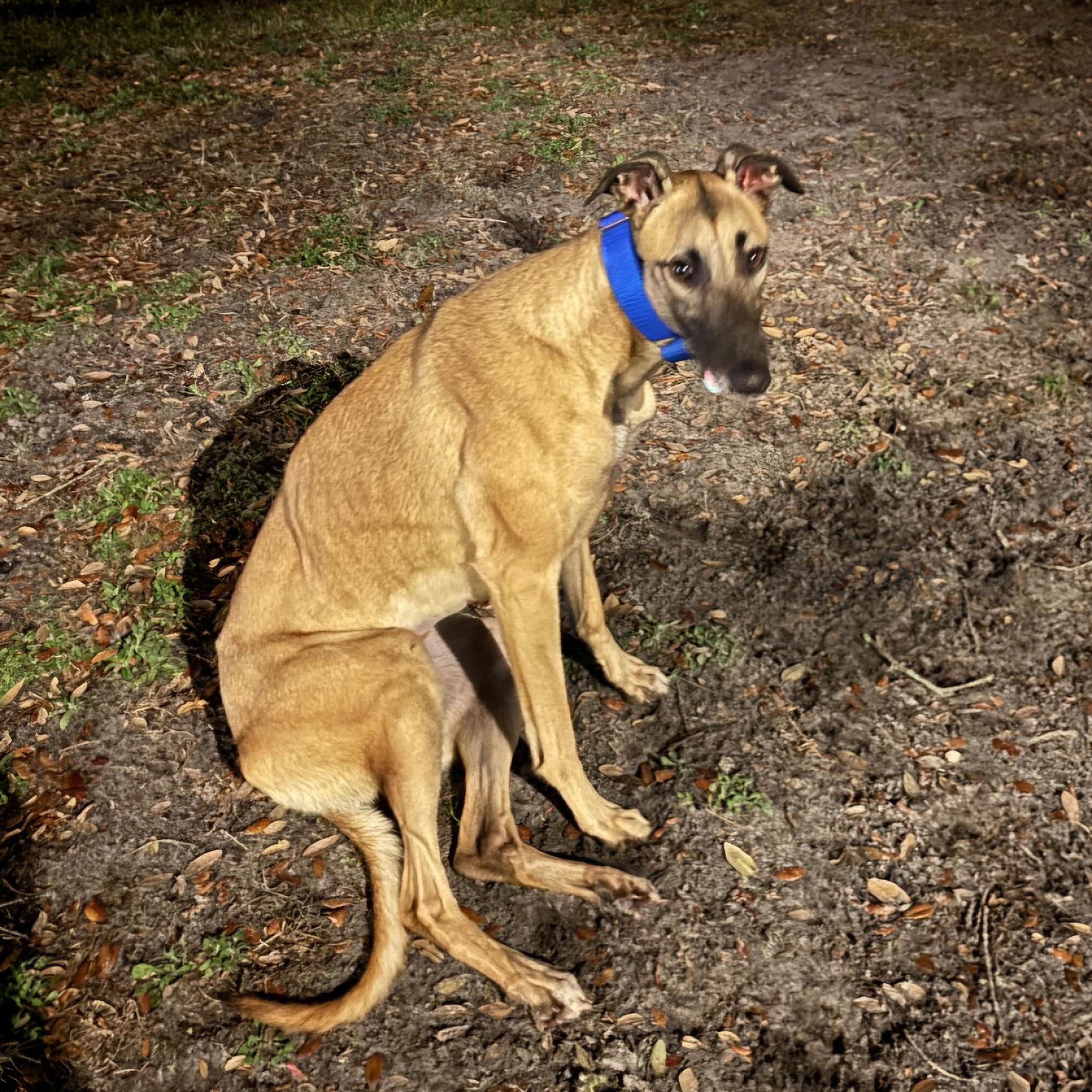 Enlarge Imark Hades, a Adopted Greyhound in Tarpon Springs, FL image 6/6