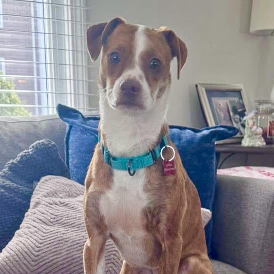 VENUS- Local, ADOPTABLE, Adult Female Chiweenie.