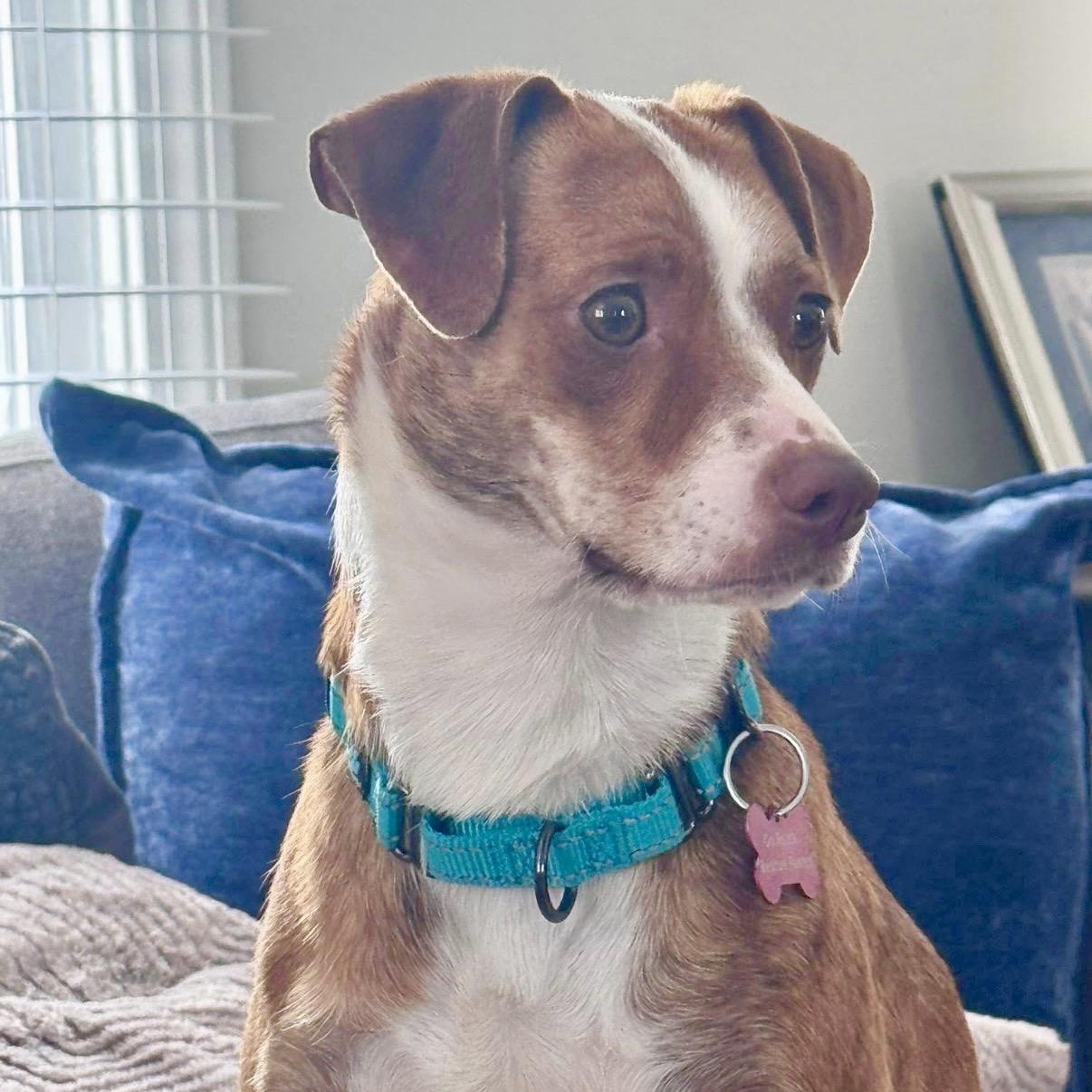 VENUS- Local, a ADOPTABLE mixed breed in Warwick, RI image 3/6