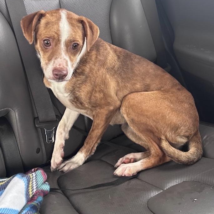 VENUS- Local, a ADOPTABLE mixed breed in Warwick, RI image 4/4