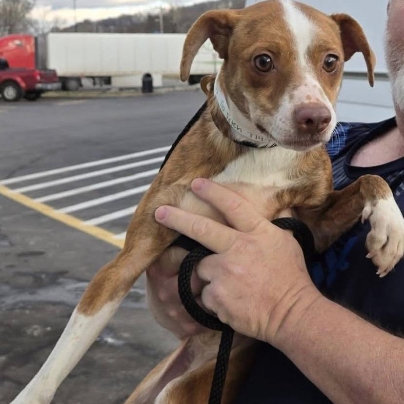 VENUS- Local, a ADOPTABLE mixed breed in Warwick, RI image 3/4