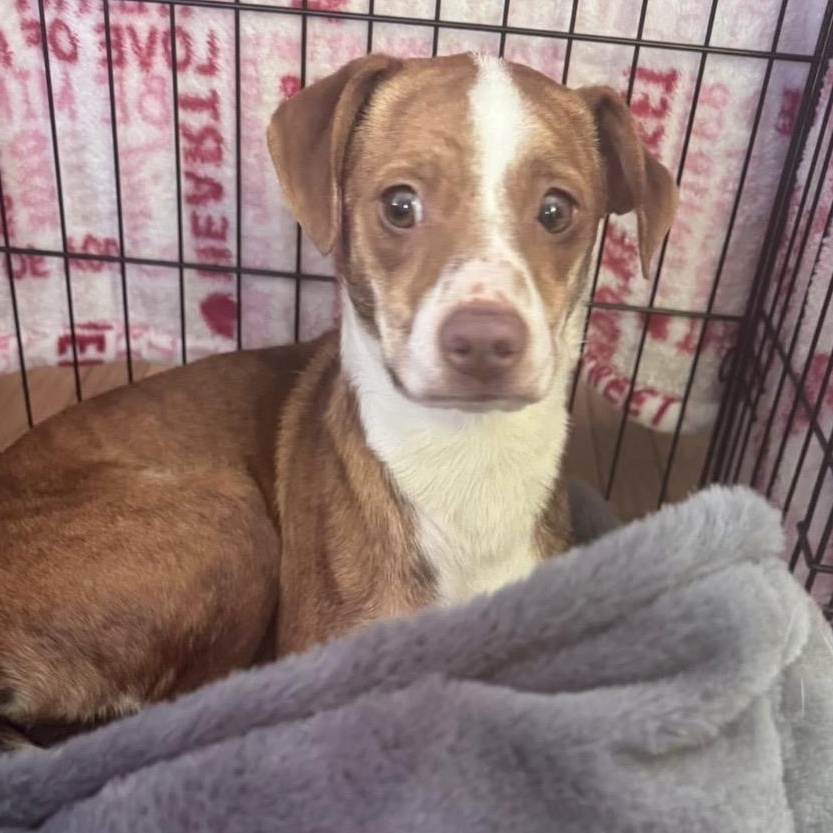 VENUS- Local, ADOPTABLE, Adult Female Chiweenie.