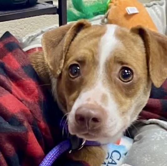 VENUS- Local, a ADOPTABLE mixed breed in Warwick, RI image 2/4