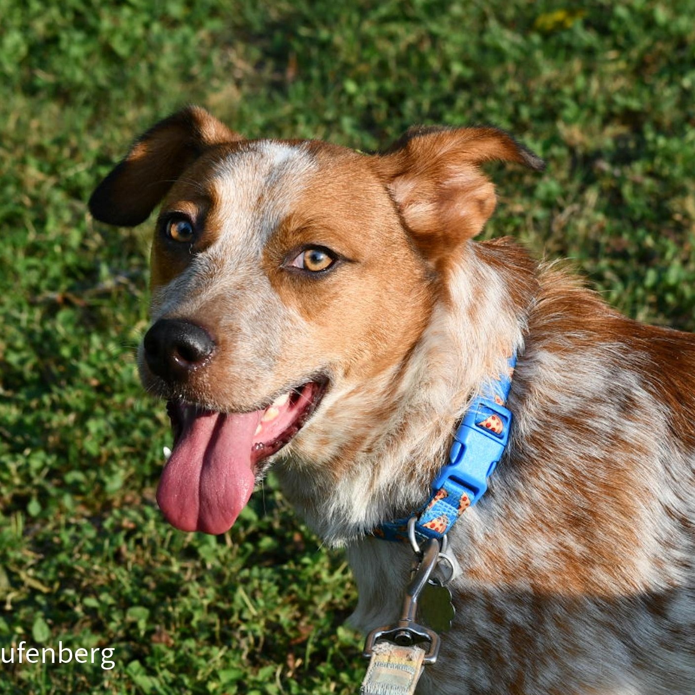 Enlarge TEX (Loyal, Loving, Active--Fostering in Wayne, NJ), a Adoptable mixed breed in Roanoke, VA image 2/6