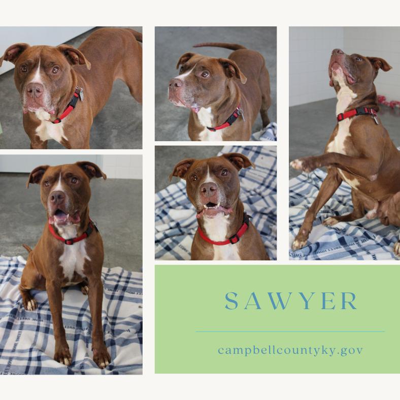 Sawyer thumbnail 3