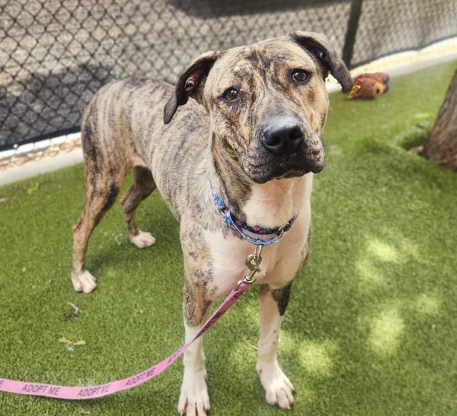 TOVA, Adoptable, Adult Female Pit Bull Terrier & Great Dane.