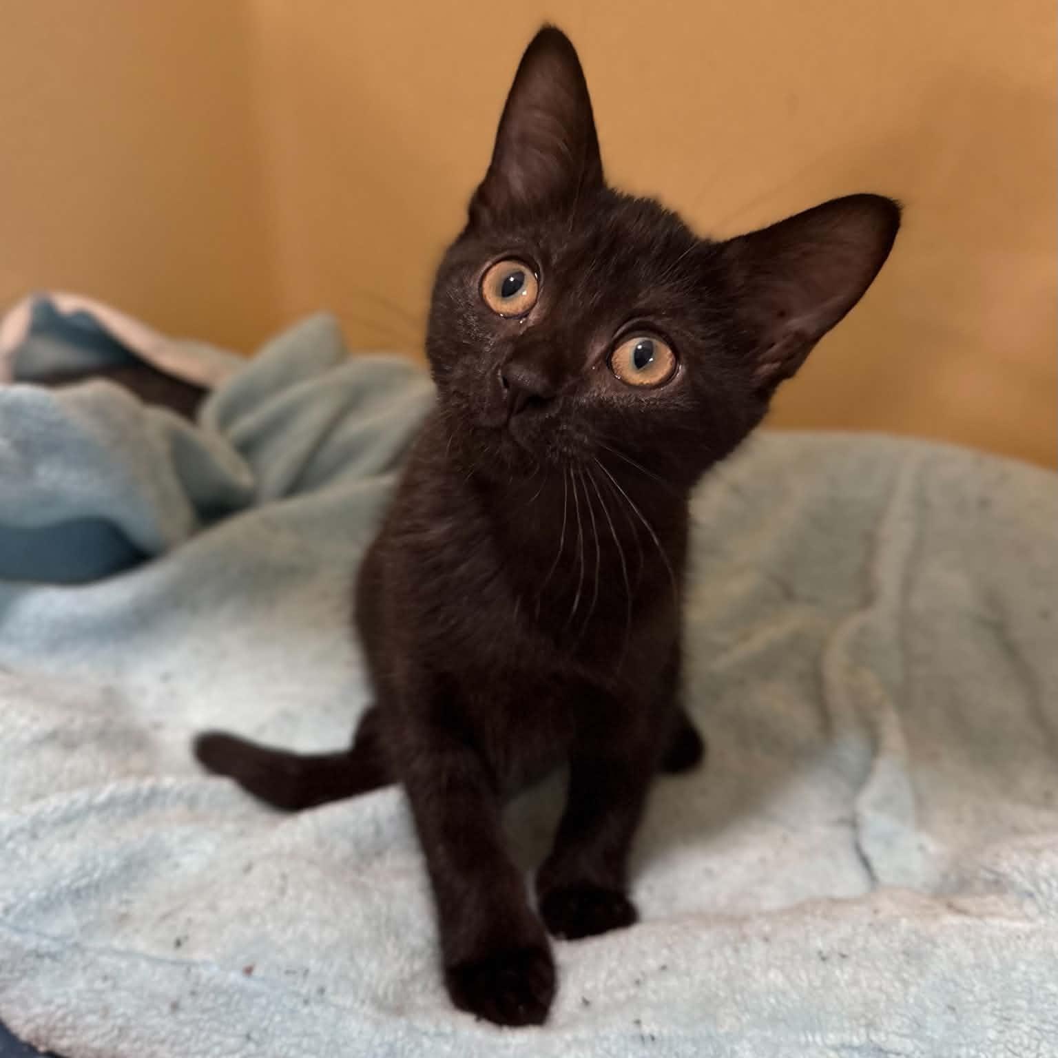 Eevee, an adopted mixed breed in Penn Yan, NY image 2/4