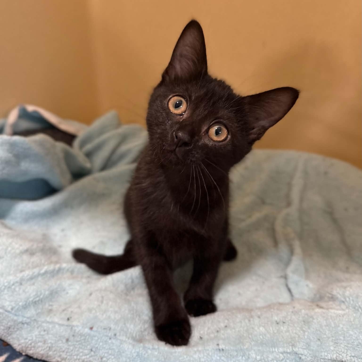 Eevee, an adopted mixed breed in Penn Yan, NY image 1/4