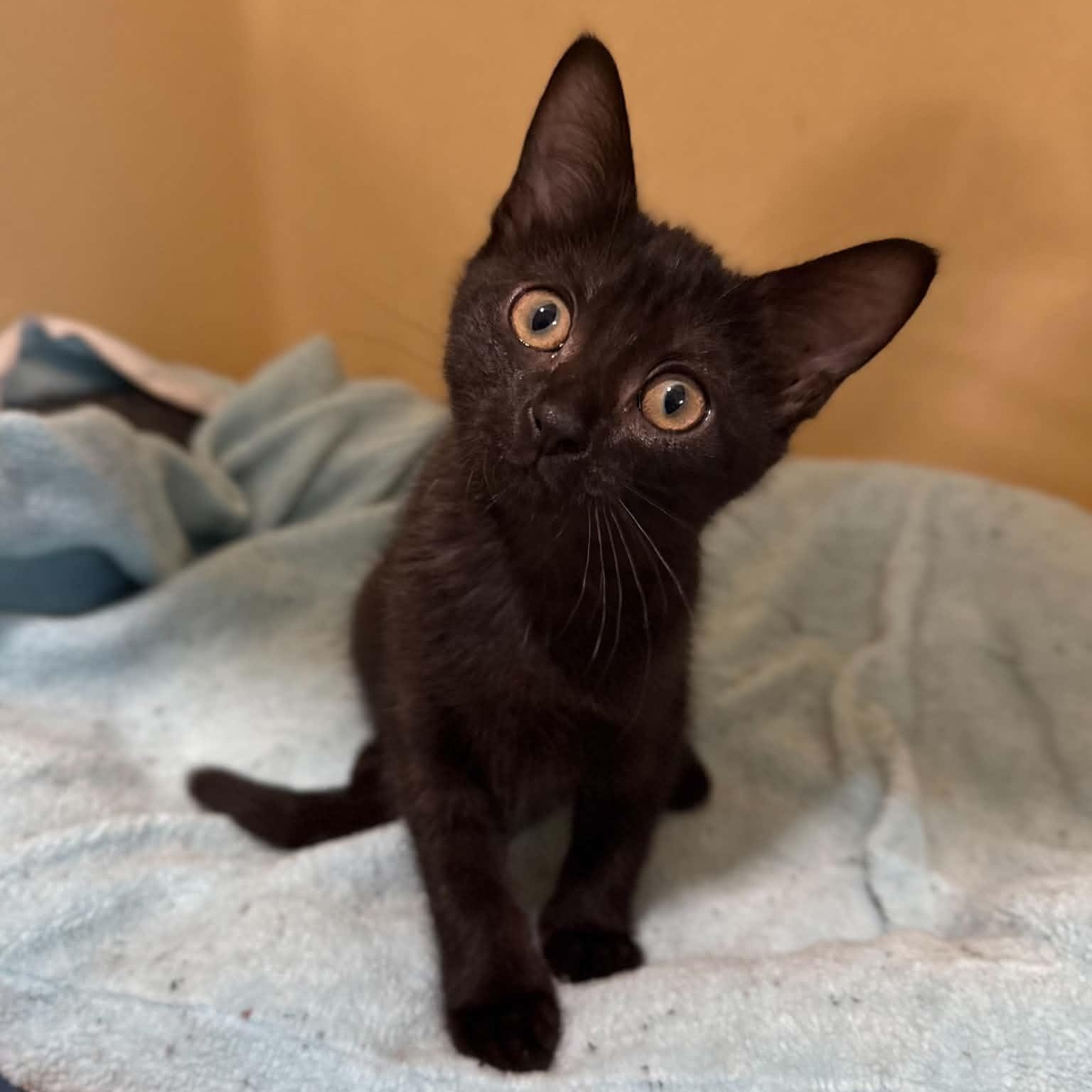 Eevee, an adopted mixed breed in Penn Yan, NY image 3/4