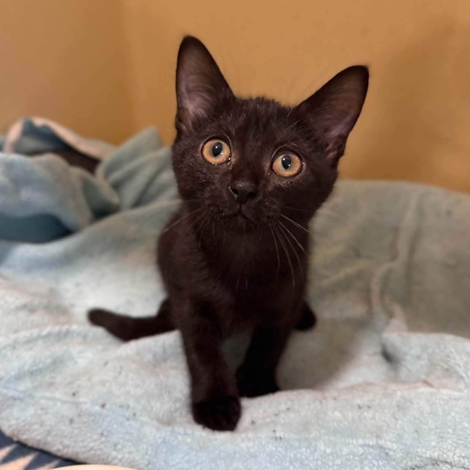 Eevee, an adopted mixed breed in Penn Yan, NY image 4/4
