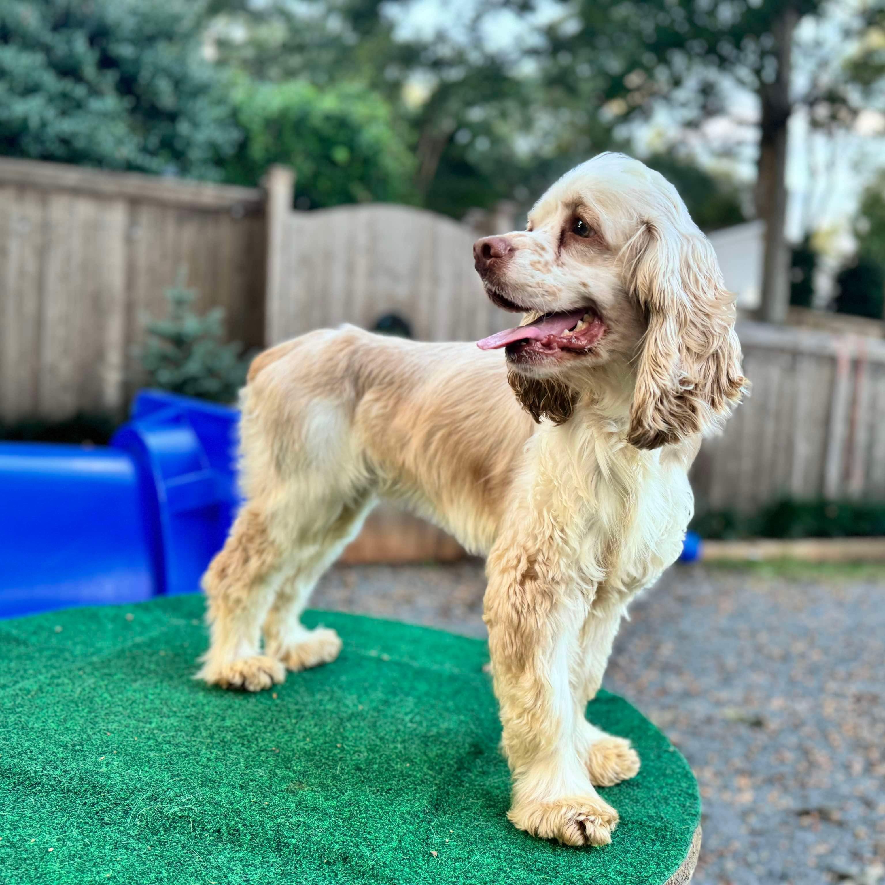 Dog for adoption Douglas, a Cocker Spaniel in Monroe, NC Petfinder