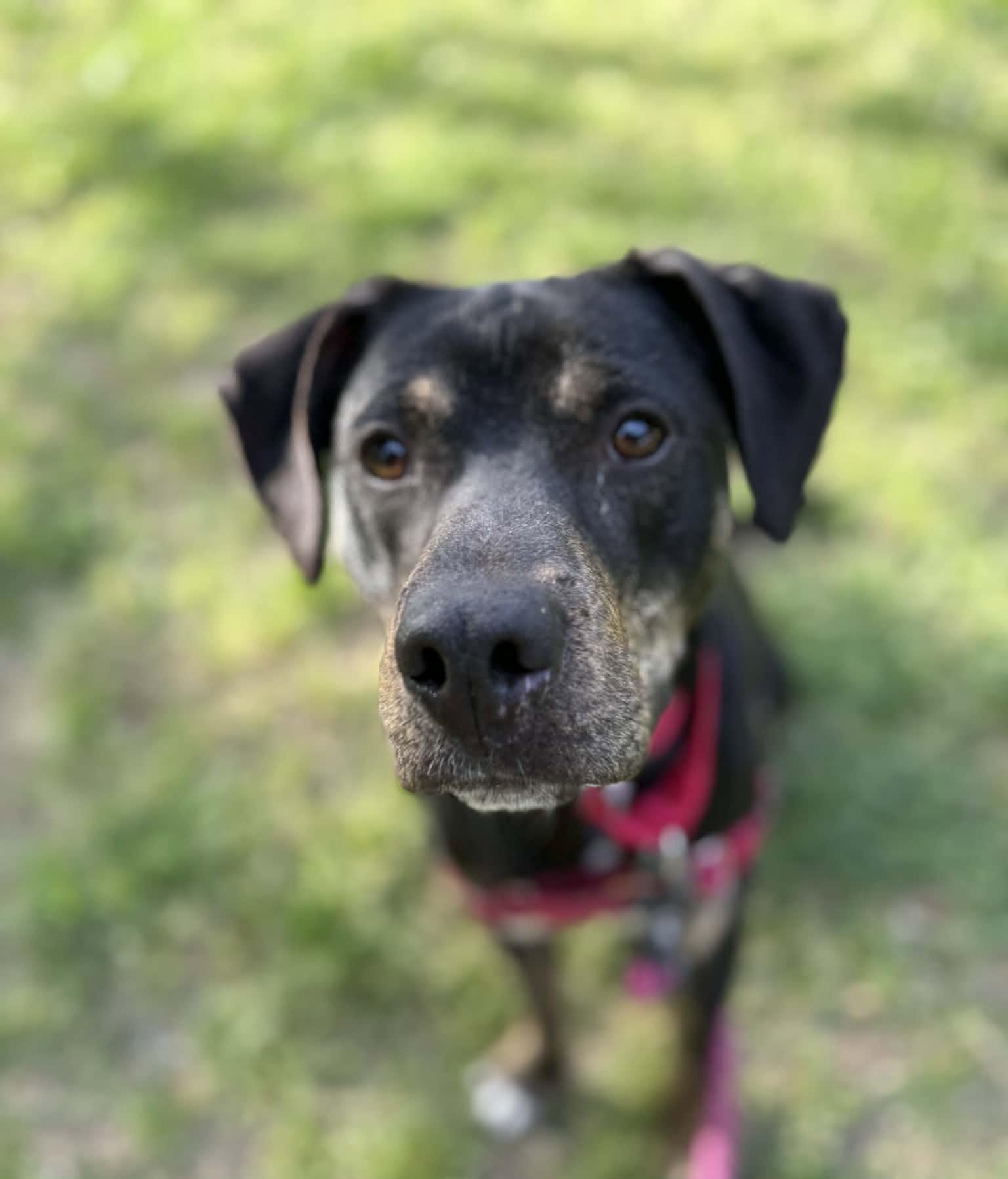 Owen, Adoptable, Adult Male Mixed Breed.