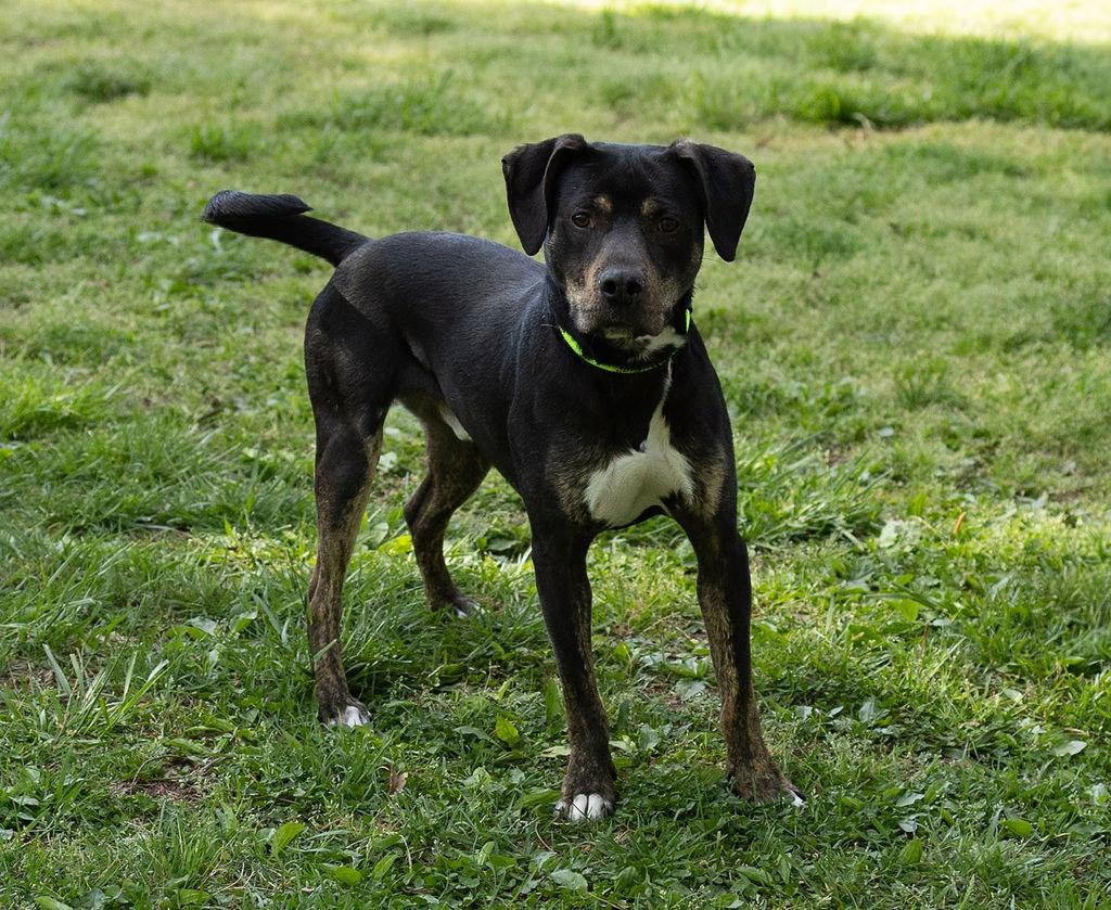 Enlarge Owen, a Adoptable Mixed Breed in Durham, NC image 2/3