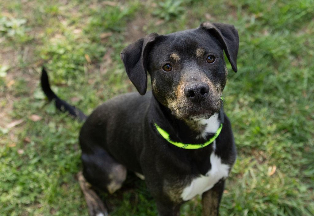 Enlarge Owen, a Adoptable Mixed Breed in Durham, NC image 3/3