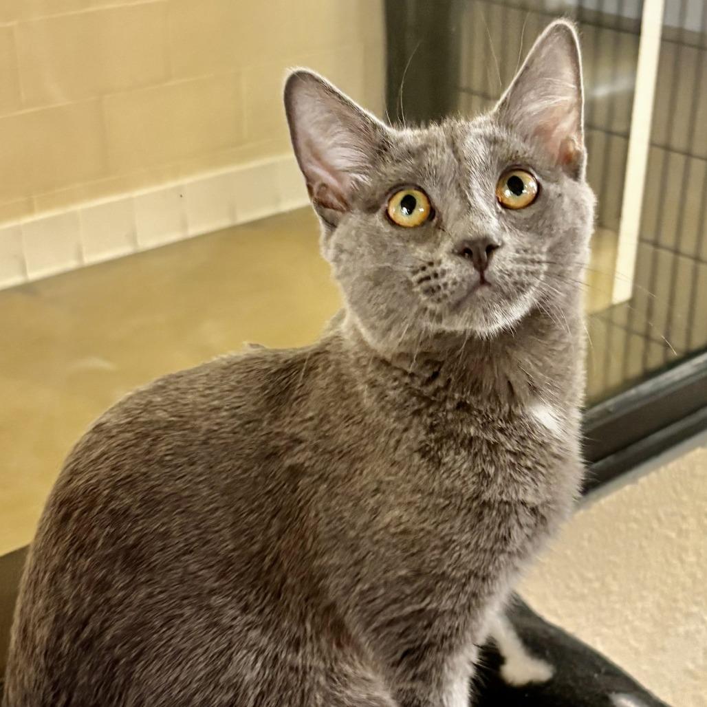 Lady Fluffinot, Adoptable, Young Female Domestic Short Hair.
