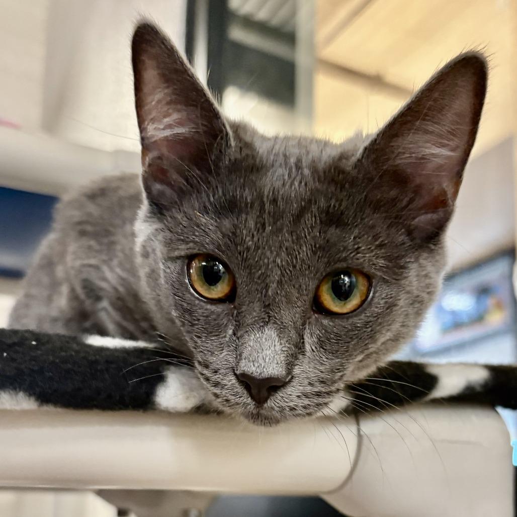 Enlarge Lady Fluffinot, a Adoptable Domestic Short Hair in Riverside, CA image 2/4