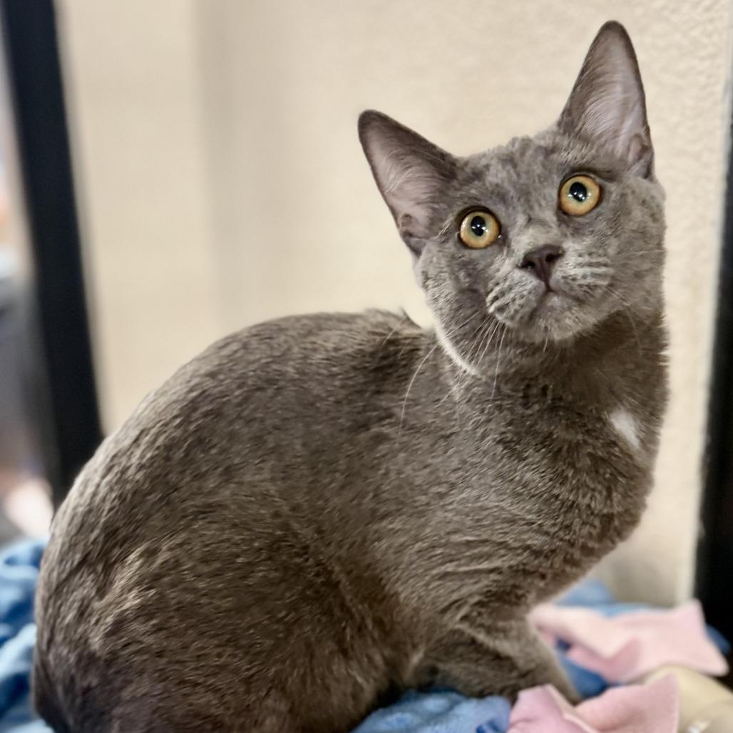 Enlarge Lady Fluffinot, a Adoptable Domestic Short Hair in Riverside, CA image 3/4
