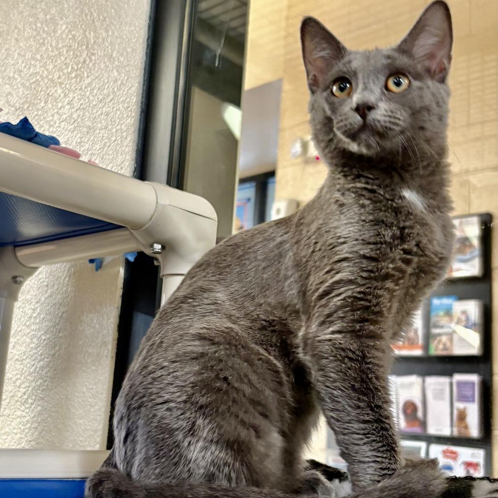 Enlarge Lady Fluffinot, a Adoptable Domestic Short Hair in Riverside, CA image 4/4