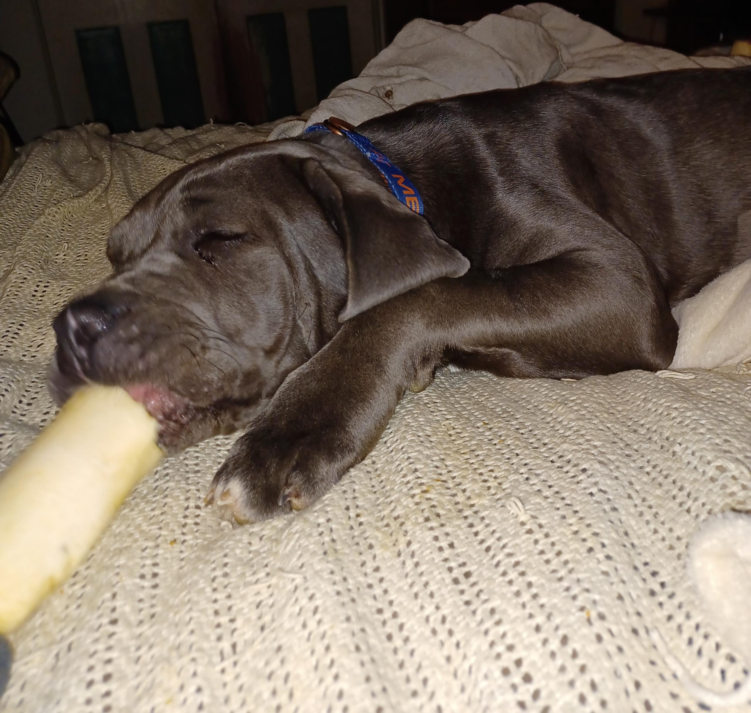 Enlarge Freya, a ADOPTABLE mixed breed in Cedars, PA image 2/3