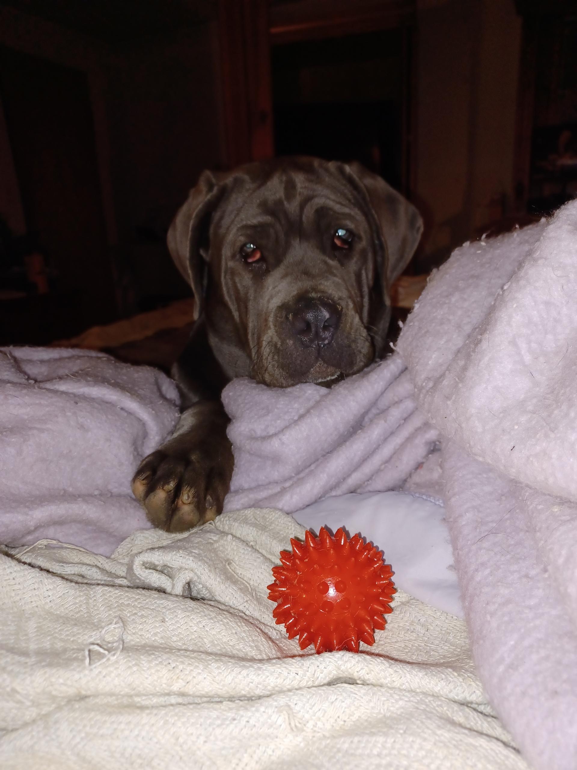 Enlarge Freya, a ADOPTABLE mixed breed in Cedars, PA image 3/3