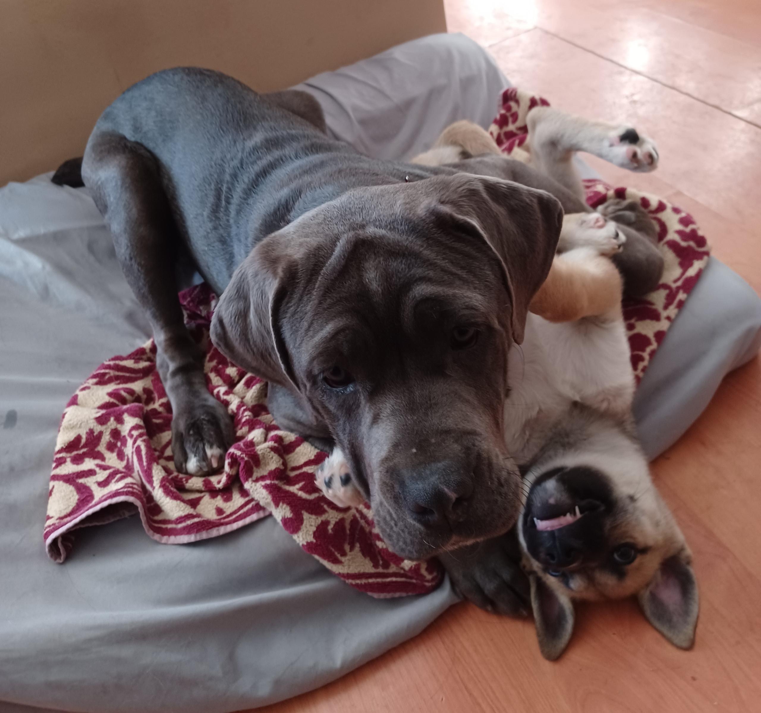 Freya, ADOPTABLE, Young Female Cane Corso.