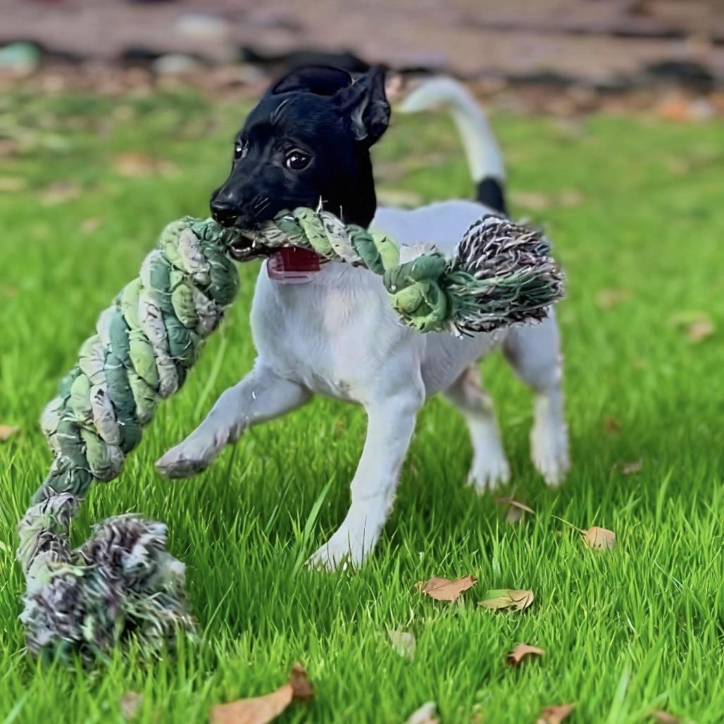 940 (2025) Suzie, Adoptable, Puppy Female Rat Terrier.