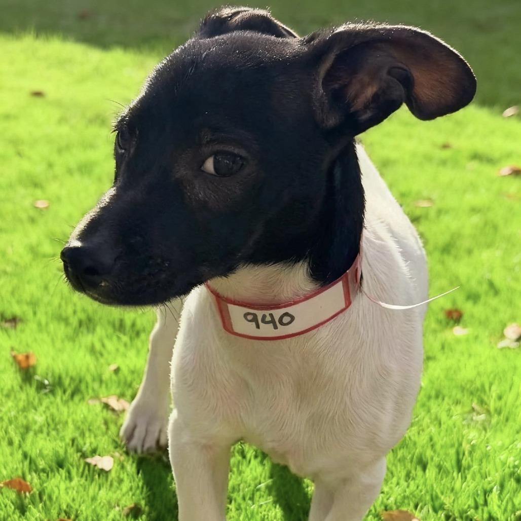 Enlarge 940 (2025) Suzie, a Adoptable mixed breed in Parker, CO image 2/6