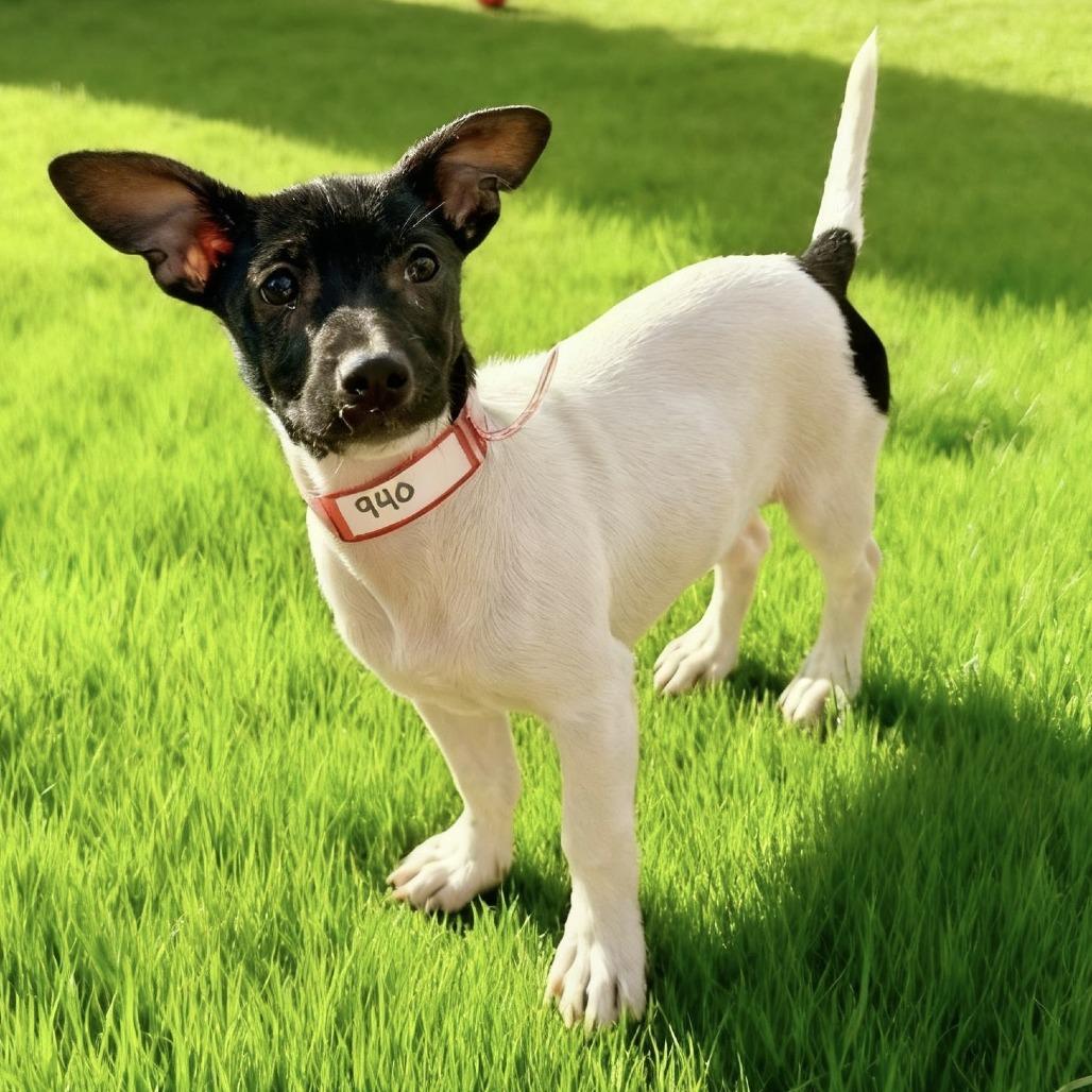 Enlarge 940 (2025) Suzie, a Adoptable mixed breed in Parker, CO image 3/6