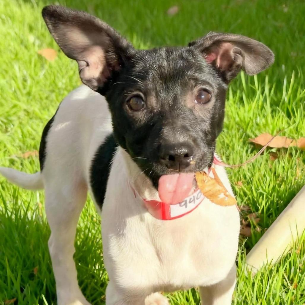 Enlarge 940 (2025) Suzie, a Adoptable mixed breed in Parker, CO image 4/6