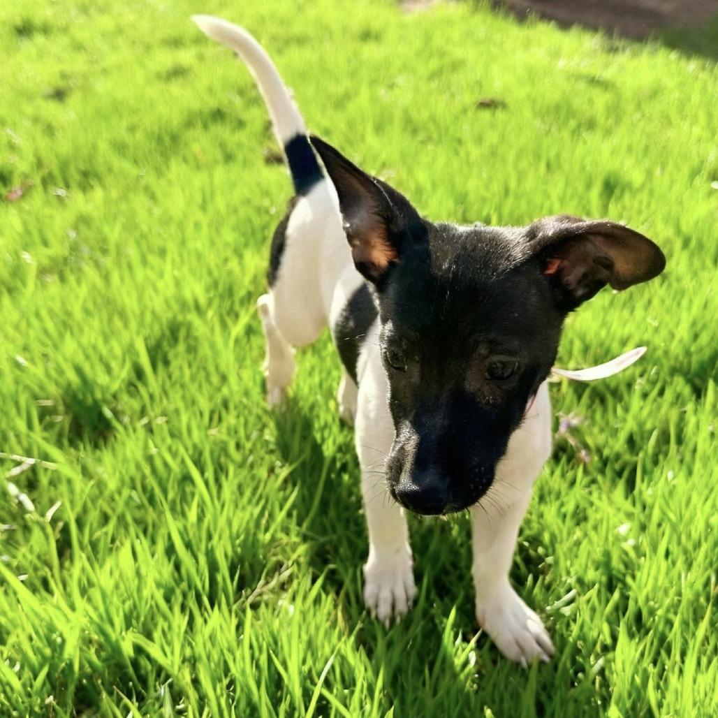 Enlarge 940 (2025) Suzie, a Adoptable mixed breed in Parker, CO image 5/6