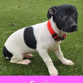 Enlarge 940 (2025) Suzie, a Adoptable mixed breed in Parker, CO image 6/6