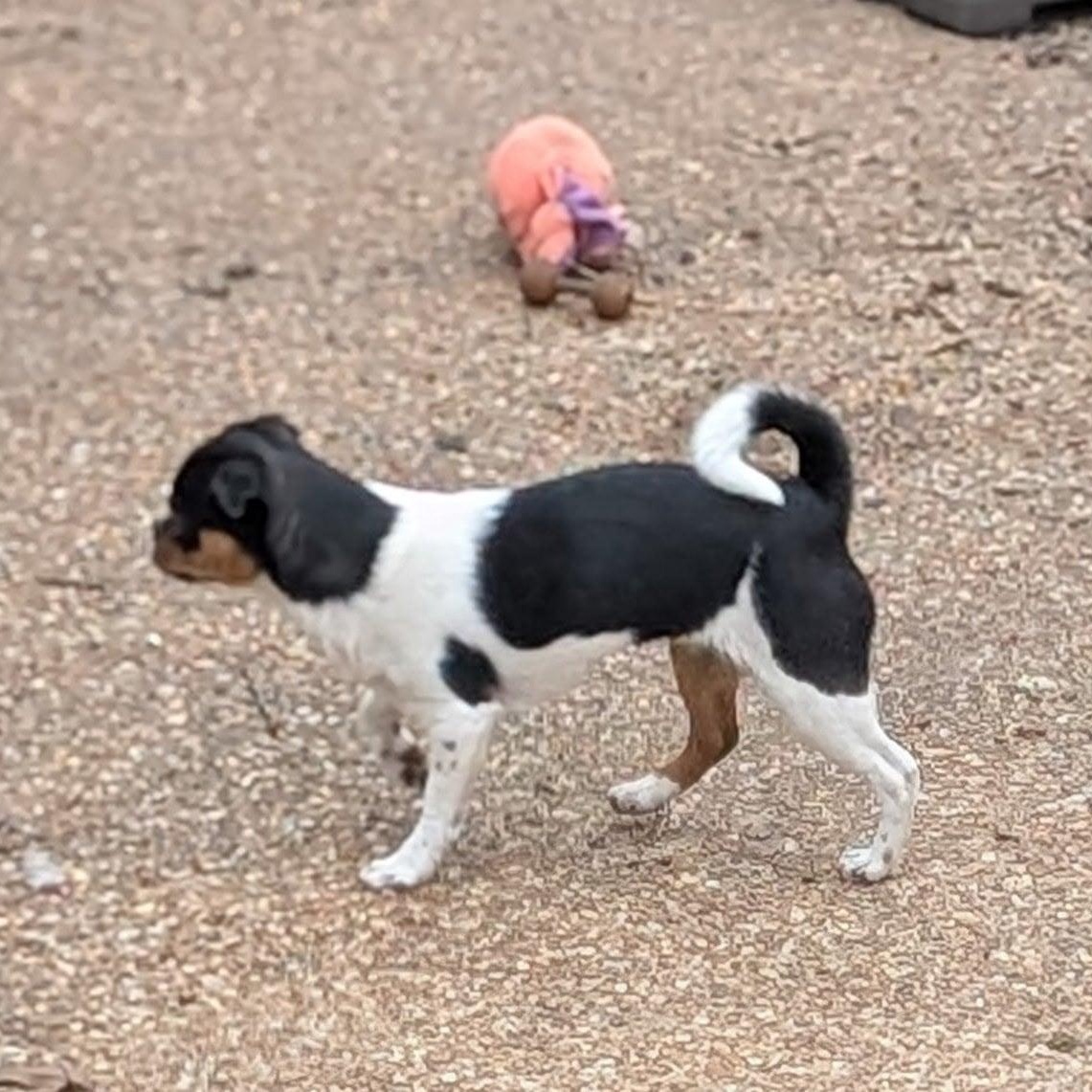 Enlarge Priscilla, an adopted mixed breed in Niskayuna, NY image 5/5