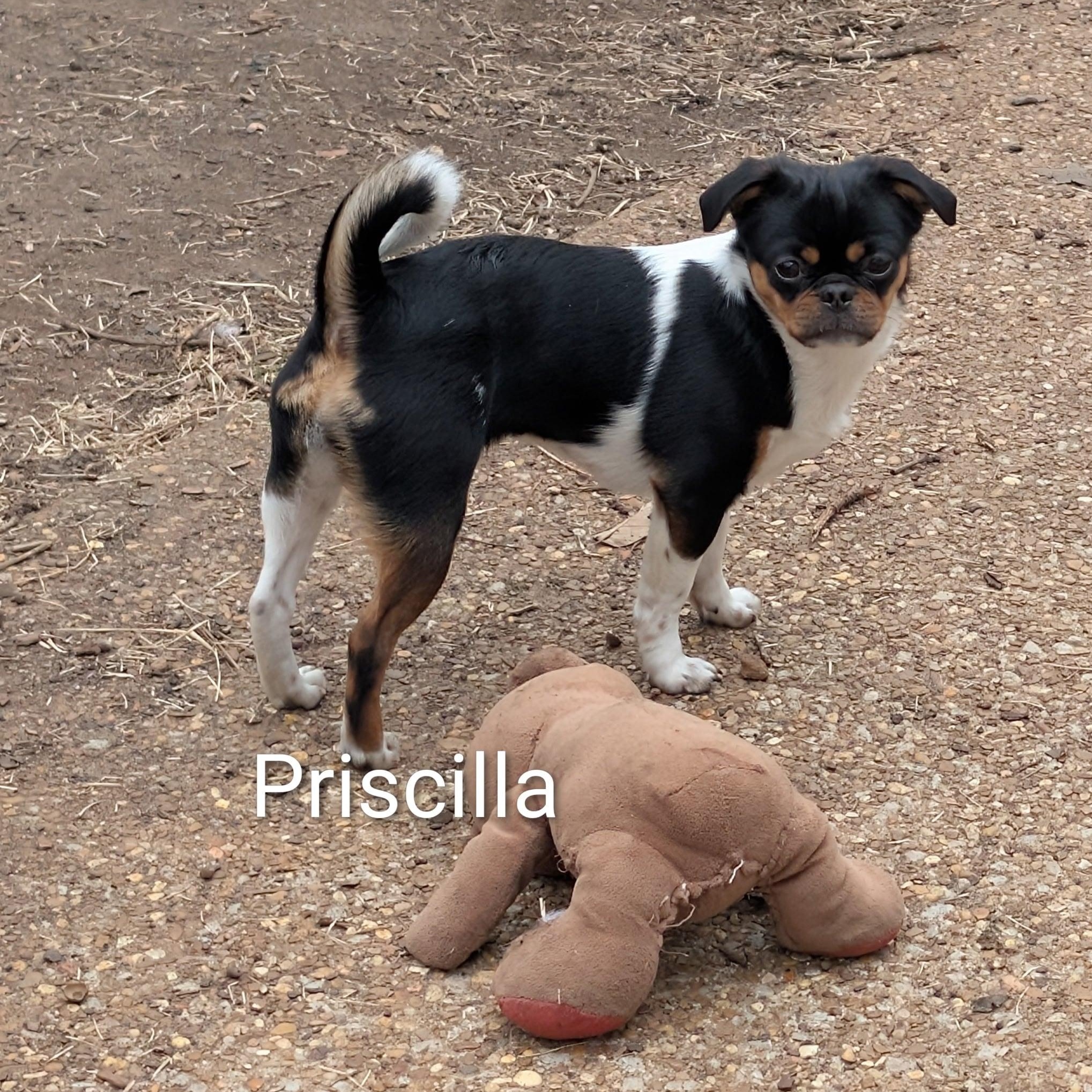 Enlarge Priscilla, an adopted mixed breed in Niskayuna, NY image 4/5