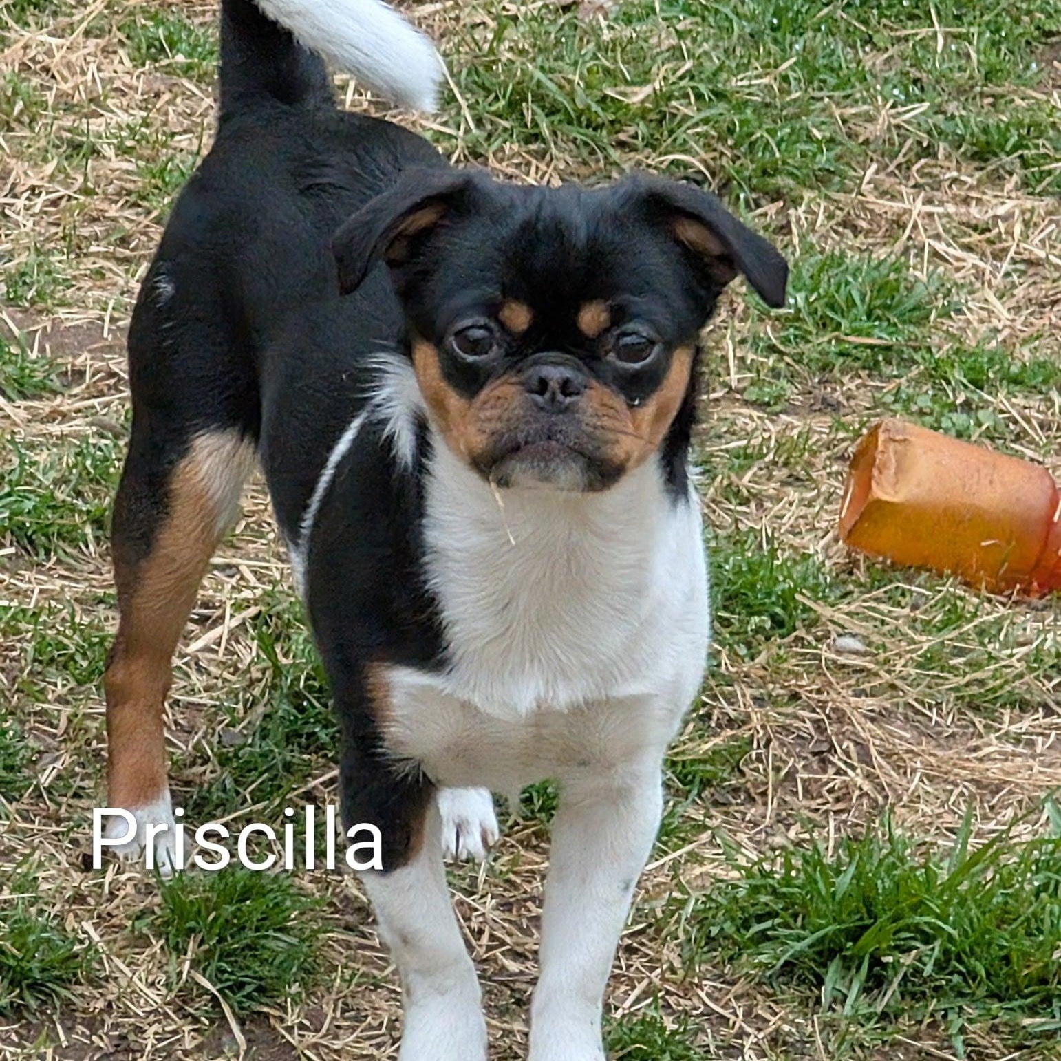 Enlarge Priscilla, an adopted mixed breed in Niskayuna, NY image 2/5