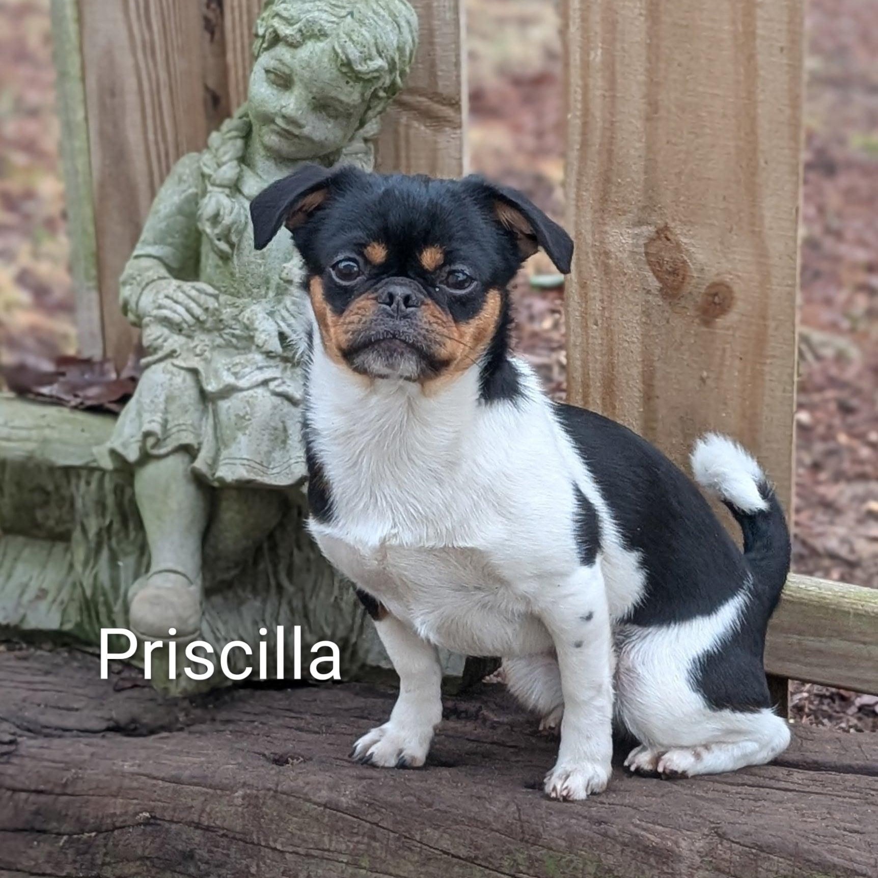 Enlarge Priscilla, an adopted mixed breed in Niskayuna, NY image 1/5