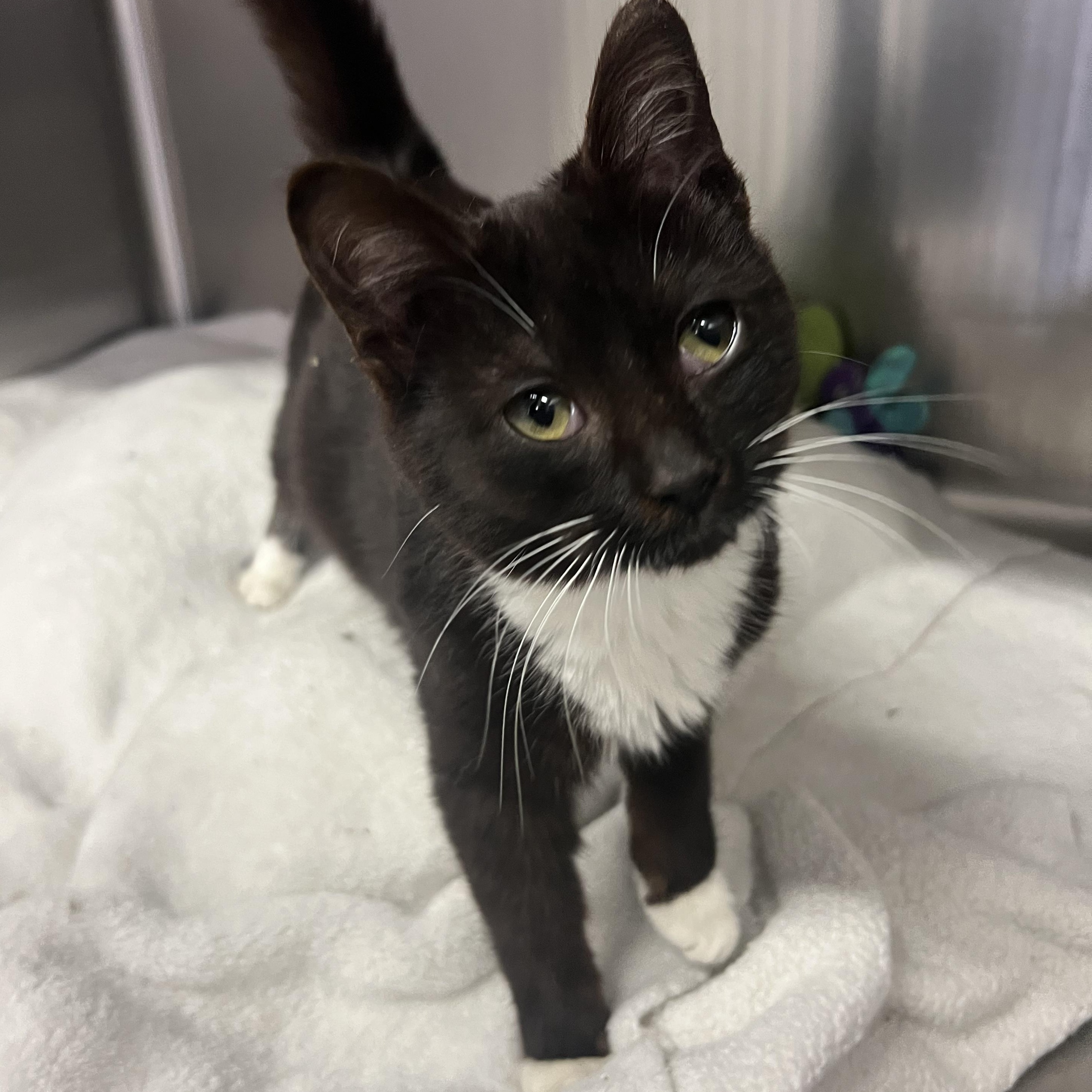 Enlarge Aelin, an adopted mixed breed in Mount Pleasant, MI image 1/1