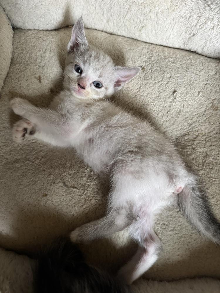 Debbie, Adoptable, Kitten Female Siamese & Domestic Short Hair.