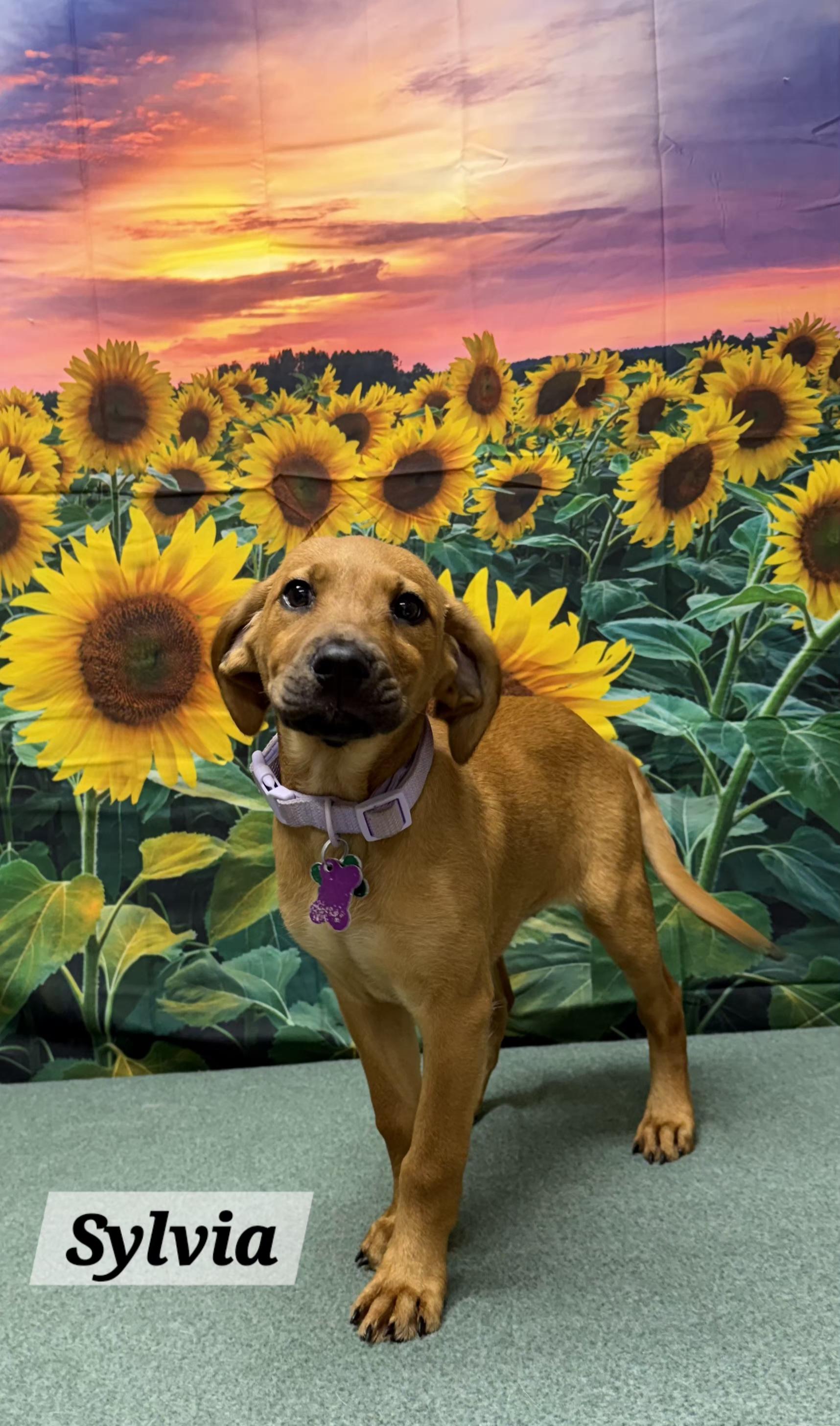 Sylvia, ADOPTABLE, Puppy Female Australian Cattle Dog / Blue Heeler & Cocker Spaniel.