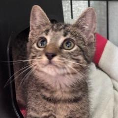 Radar (IN TRIAL ADOPTION), Adopted, Kitten Male Domestic Short Hair.
