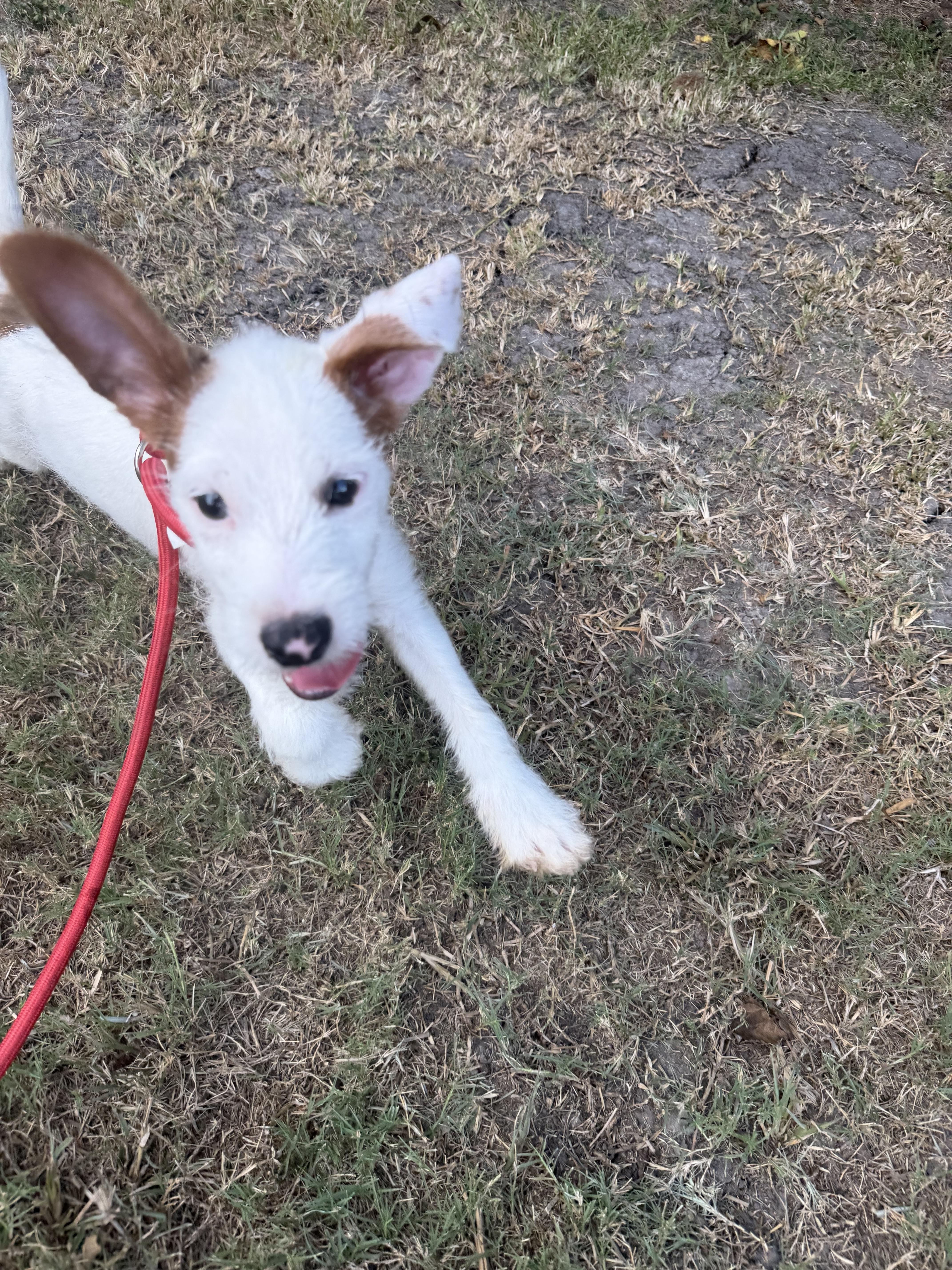 Enlarge Clark, a ADOPTABLE mixed breed in Westerly, RI image 2/3