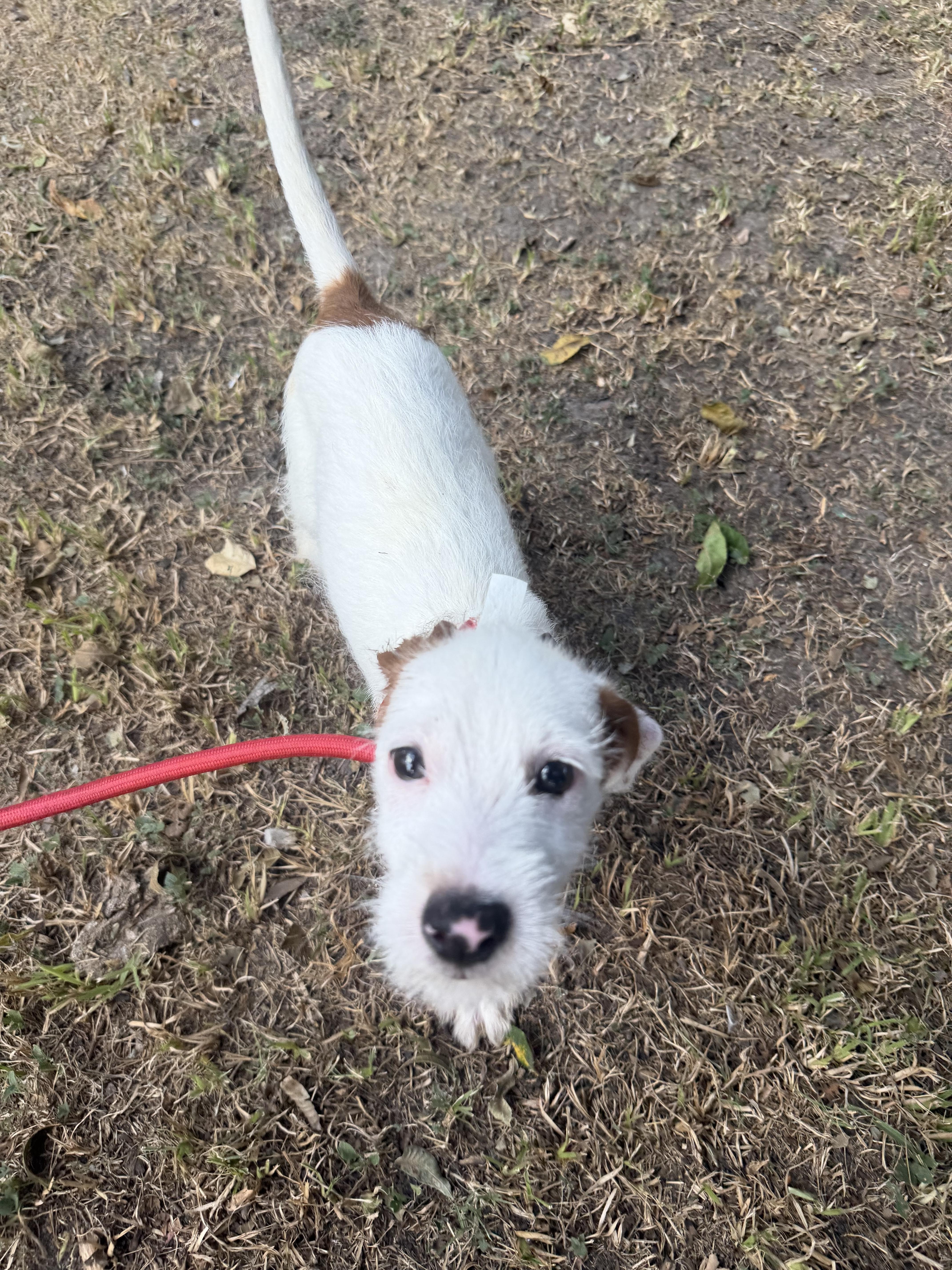 Enlarge Clark, a ADOPTABLE mixed breed in Westerly, RI image 1/3