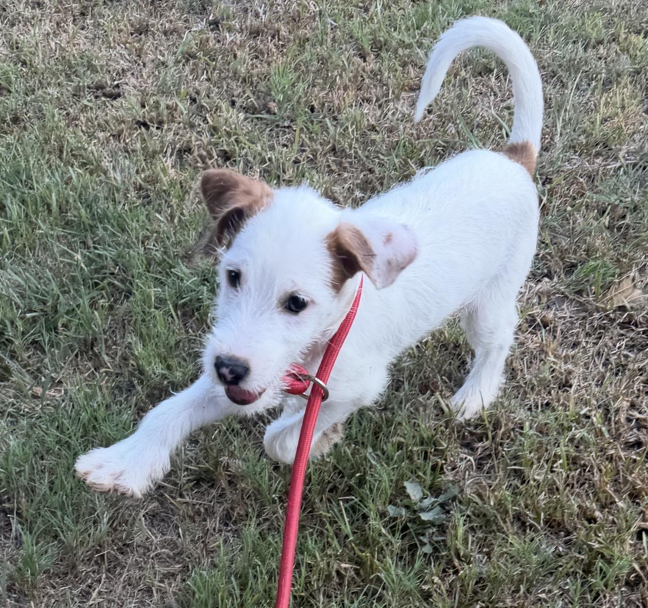 Enlarge Clark, a ADOPTABLE mixed breed in Westerly, RI image 3/3