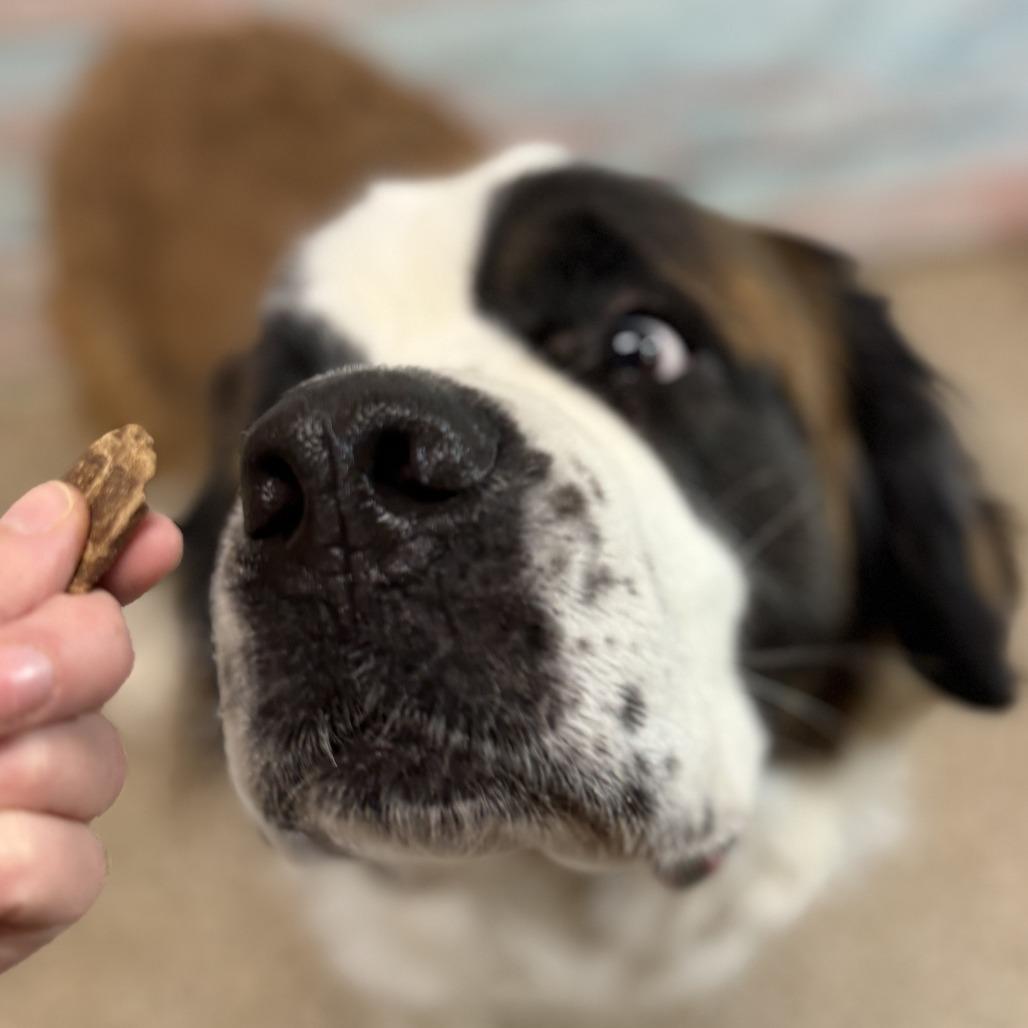 Enlarge Ember, a Adoptable Saint Bernard in Cheyenne, WY image 1/6