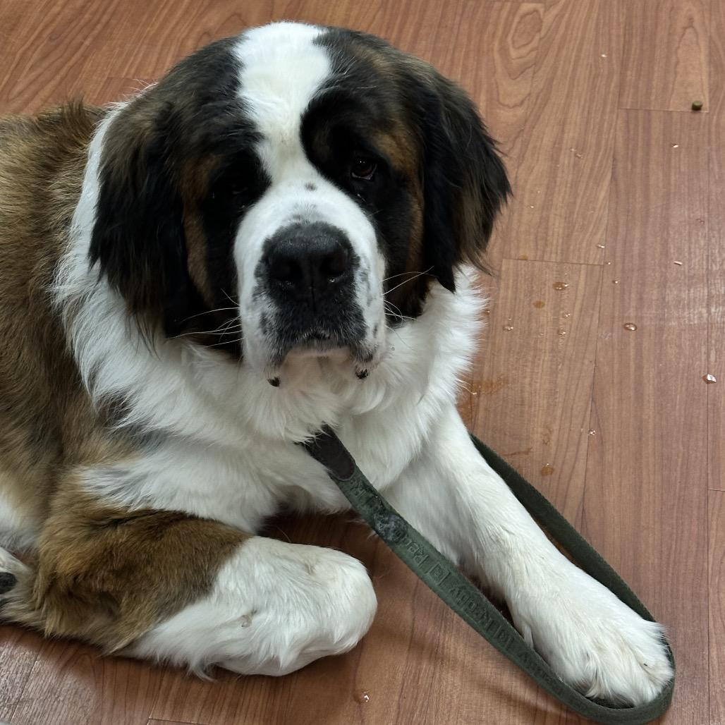 Enlarge Ember, a Adoptable Saint Bernard in Cheyenne, WY image 2/6