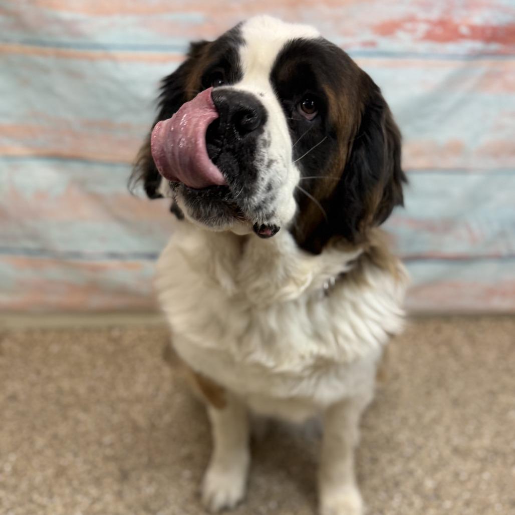 Enlarge Ember, a Adoptable Saint Bernard in Cheyenne, WY image 3/6