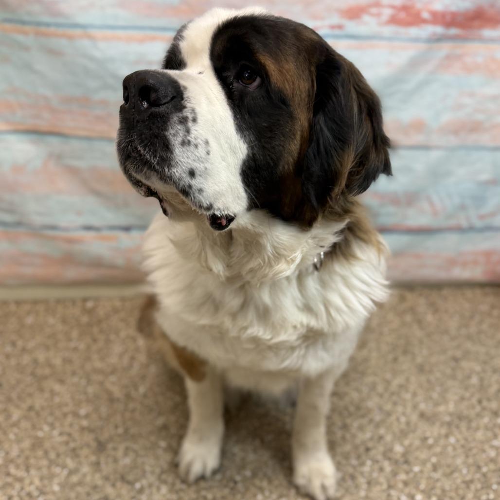Enlarge Ember, a Adoptable Saint Bernard in Cheyenne, WY image 4/6