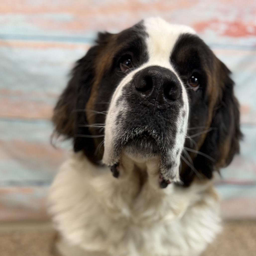 Enlarge Ember, a Adoptable Saint Bernard in Cheyenne, WY image 5/6