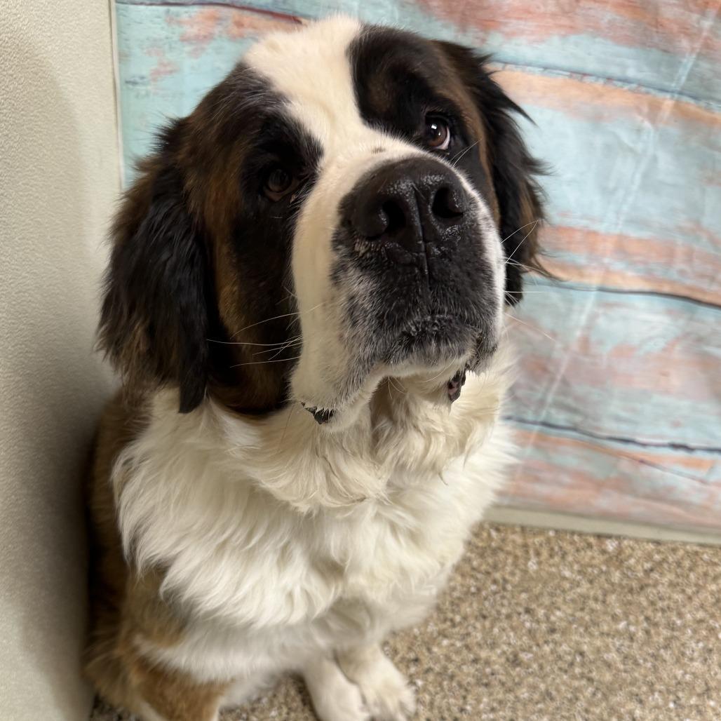 Enlarge Ember, a Adoptable Saint Bernard in Cheyenne, WY image 6/6
