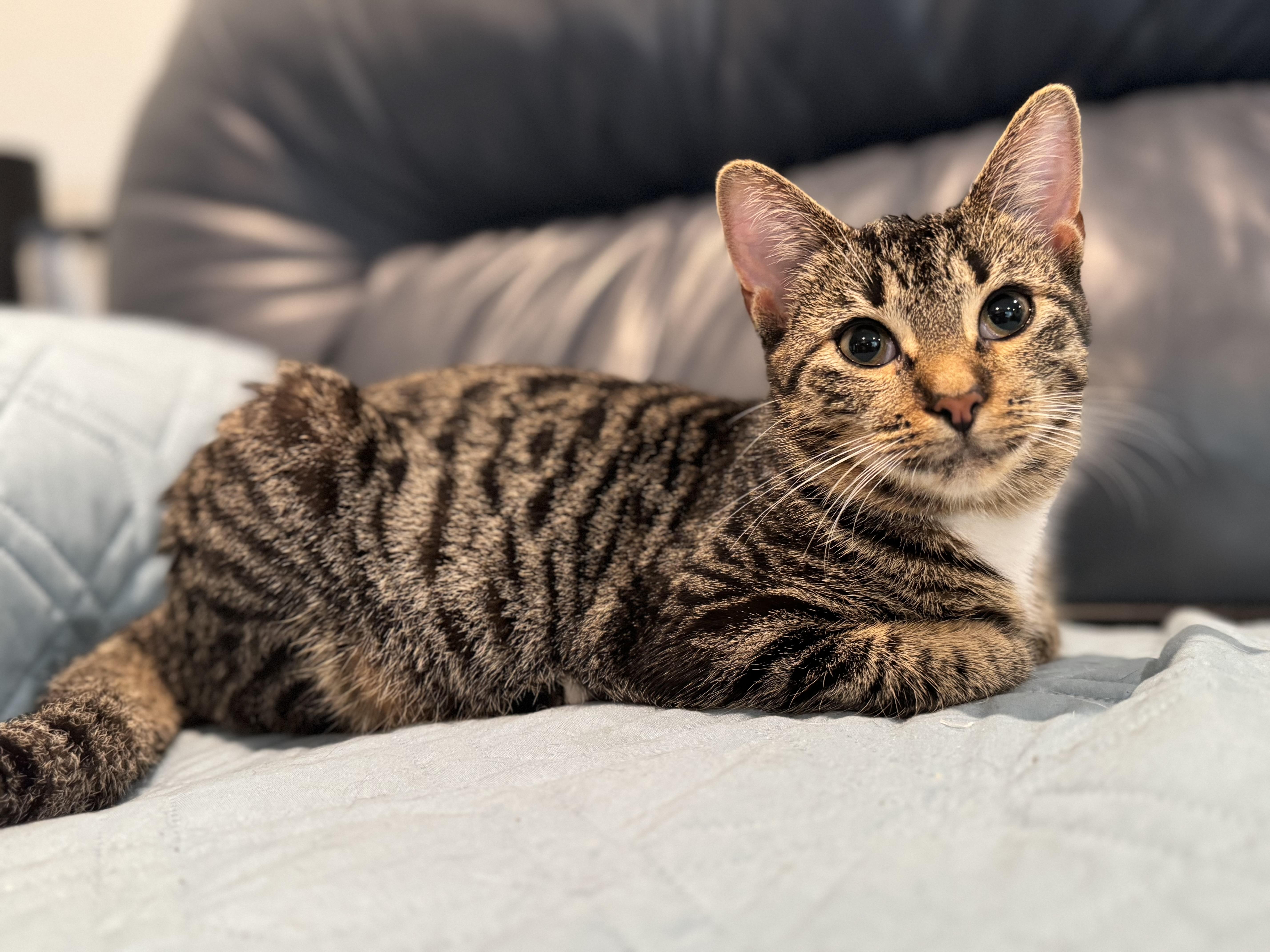 Sam LaPorta, Adoptable, Kitten Female Domestic Short Hair & Tabby.